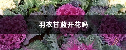 羽衣甘蓝开花吗