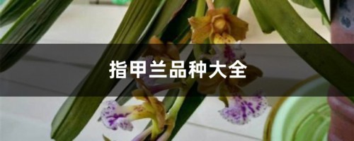 指甲兰品种大全