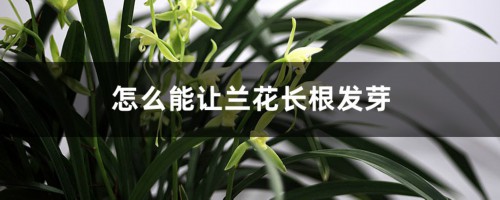 怎么能让兰花长根发芽，发新芽要注意什么