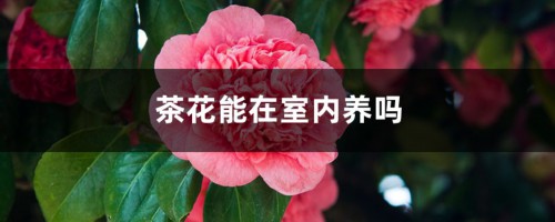 茶花适合在室内养吗