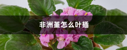 非洲堇怎么叶插