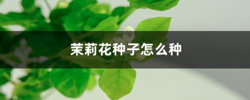 茉莉花种子怎么种