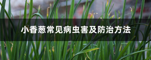 小香葱常见病虫害及防治方法