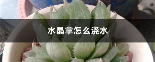 水晶掌怎么浇水